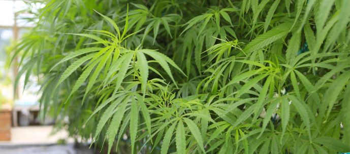 CBD-olej-z-konopi-CBDA