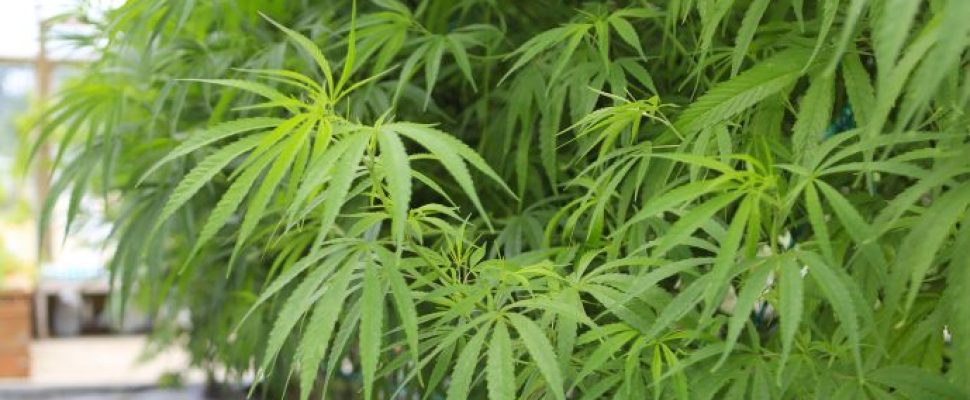 Marijuana ( cannabis), hemp plant growing inside of the green house in private garden of Washington State. Legal Medical marijuana law in US. Grower uses leaves to make juice for health support.